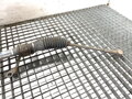 SERVO RIADENIA OPEL AGILA (B) (H08) 2008 - 2014 57K51