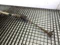 SERVO RIADENIA SUZUKI SX4 (EY, GY) 2006 - 2022 48580-79J50