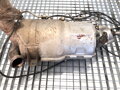 Katalyzátor DPF Fiat Ducato Autobus (250_) 2006 - 2022 1379588080