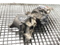 Diferenciál zadný Volvo XC60 I SUV (156) 2008 - 2017 00119818