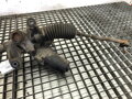 Servo riadenia Honda Jazz II (GD_, GE3, GE2) 2001 - 2008