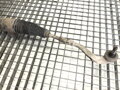 Servo riadenia Audi A5 (8T3) 2007 - 2017 7831974244 8T1422066CX